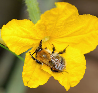 Bumblebee pollinating a female cucumber flower