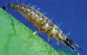 Lacewing larva