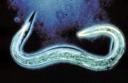 Nematode worm, natural slug killer