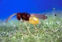 Parasitic wasp