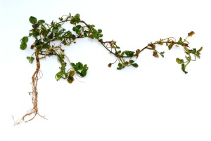Lesser Trefoil. Trifolium dubium