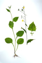 Nipplewort. Weed identification