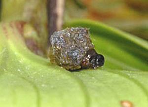 Scarlet Lily beetle larva