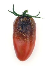 Tomato blight