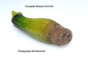 Courgette blossom end rot with spores