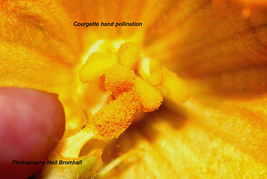 Pollinating courgette flower by hand