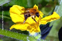 Cucumber flower pollination by bumblebee