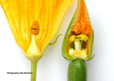 Courgette flower male and female