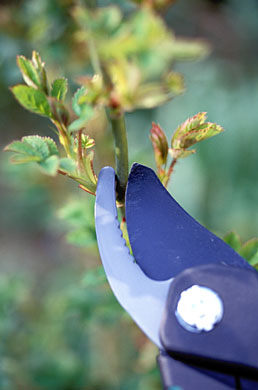 Pruning encourages new productive growth