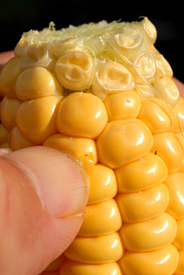 Milkly liquid indicates when the sweet corn is ripe