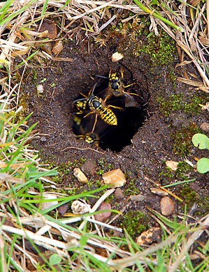 Wasps excavating a mouse hole in a lawn