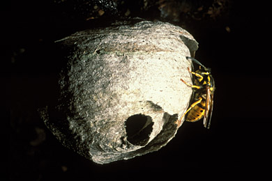 Queen wasp building a nest