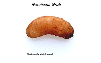 Narcissus grub larva. 10mm long