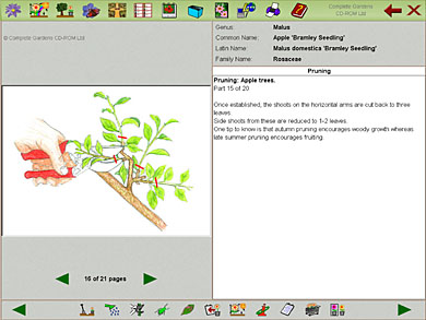 One of the pruning apple tree illustrations from the Complete Gardens CD-ROM. 