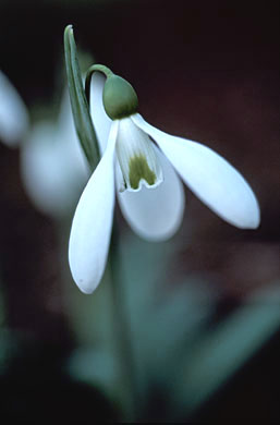 Time-lapse snowdrop flower opening